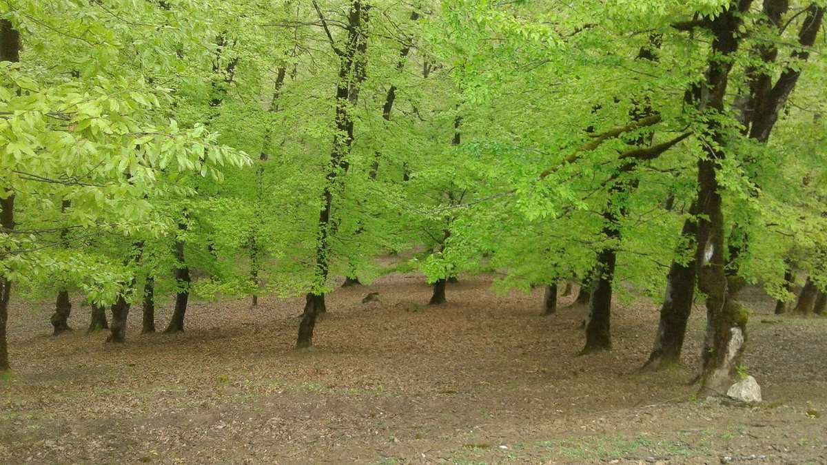 Lankaran in One Day: Tea, Hyrcanian Forest, Khanbulan Lake and Hot Springs