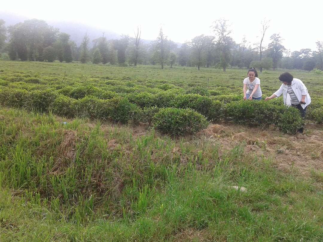 Lankaran in One Day: Tea, Hyrcanian Forest, Khanbulan Lake and Hot Springs
